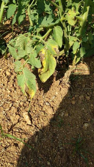 Tomato Late Blight - Tomato