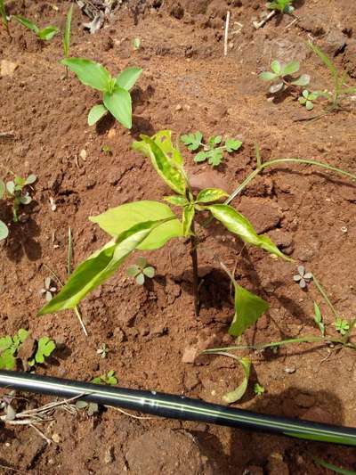 Nitrogen Deficiency - Capsicum & Chilli