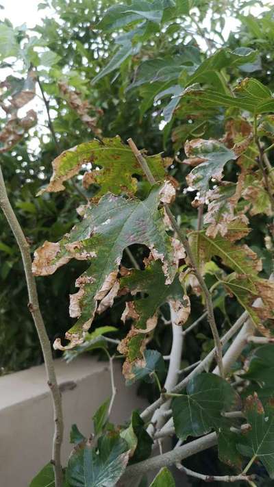 Potassium Deficiency - Grape