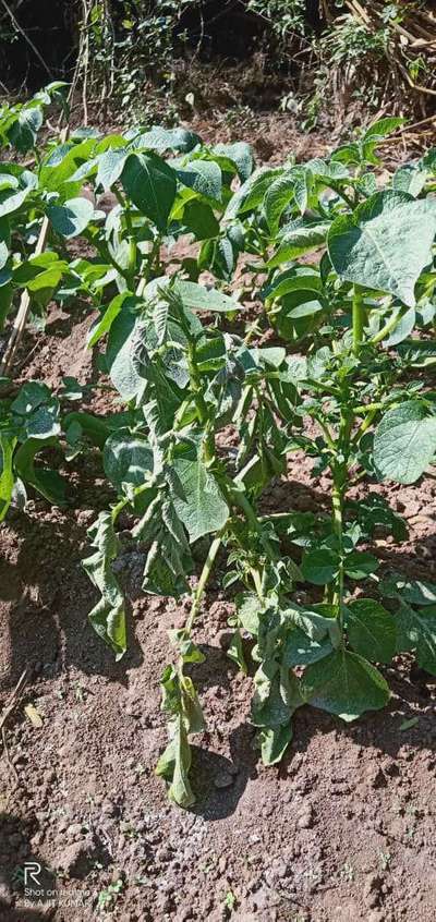 Bacterial Wilt - Potato