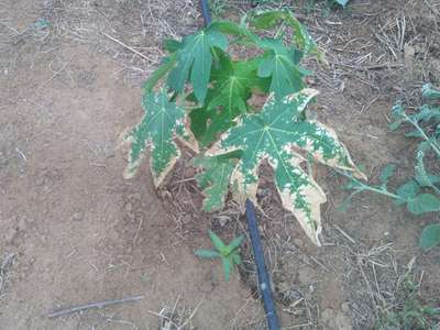 Black Spot Disease of Papaya - Papaya