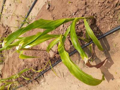 Maize Leaf Streak Virus - Maize