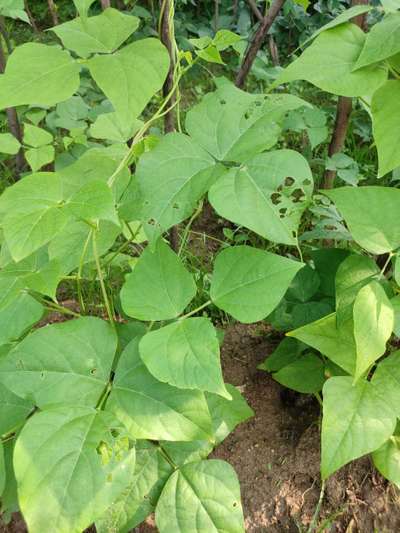 Flea Beetles - Bean