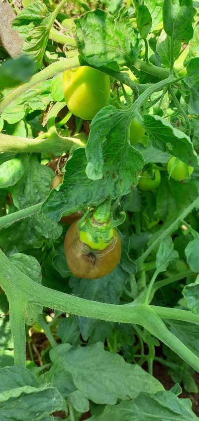 Early Blight - Tomato