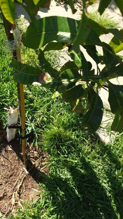 Cashew Leafminer - Mango