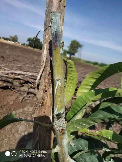 ಗಮ್ಮೋಸಿಸ್ - ಮಾವು