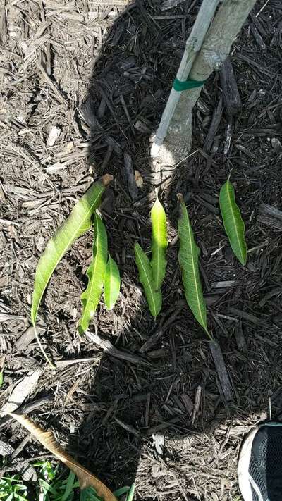 Spider Mites - Mango