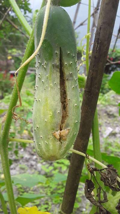 Boron Deficiency - Cucumber