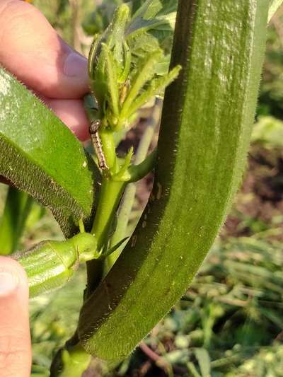 Helicoverpa Caterpillar - Okra