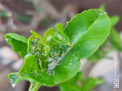 Woolly Aphid - Citrus