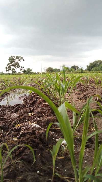 ಚುಕ್ಕೆಯುಳ್ಳ ಕಾಂಡಕೊರಕ - ಹುಲ್ಲುಜೋಳ
