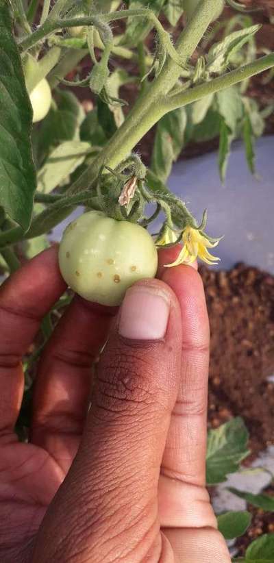 Thrips - Tomato