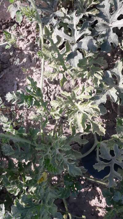 Cucumber Mosaic Virus - Melon