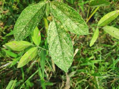 Thrips - Pigeon Pea & Red Gram