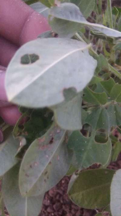 Helicoverpa Caterpillar - Peanut