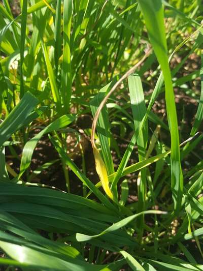 Virus des Pieds Chétifs du Blé - Plants de Blé