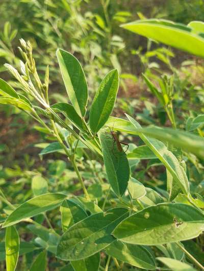 Rice Bug - Pigeon Pea & Red Gram