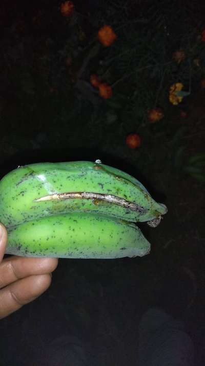 Banana Fruit-Scarring Beetle - Banana