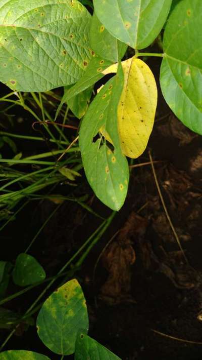 Whiteflies - Soybean