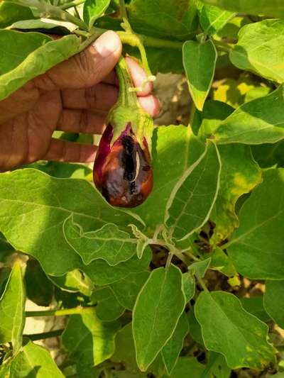 Phomopsis Blight - Brinjal