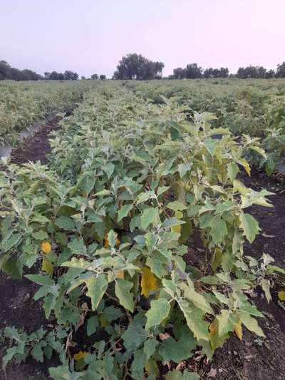 Thrips - Brinjal