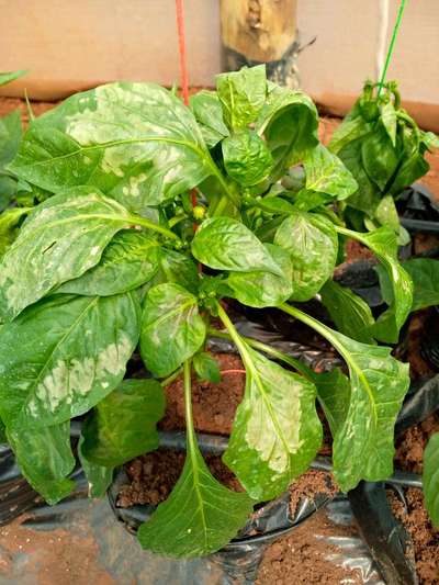 Boron Deficiency - Capsicum & Chilli