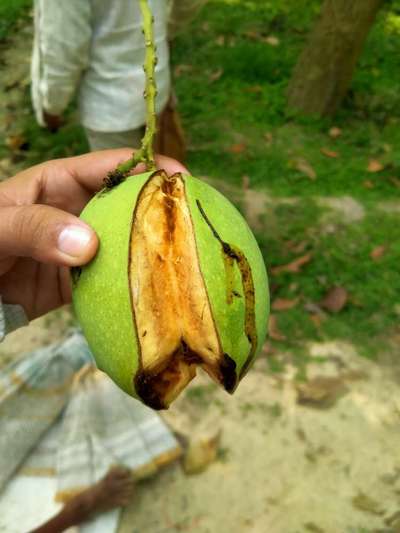 Mango Seed Borer - Mango