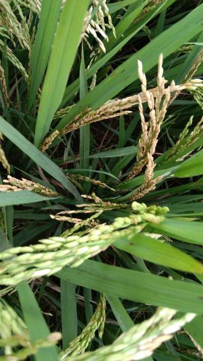 Asiatic Rice Borer - Rice