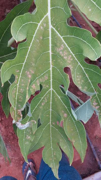 Black Spot Disease of Papaya - Papaya