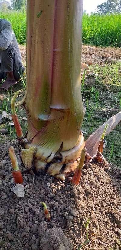 Bacterial Soft Rot of Banana - Banana