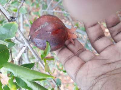 Anthracnose of Pomegranate - Pomegranate