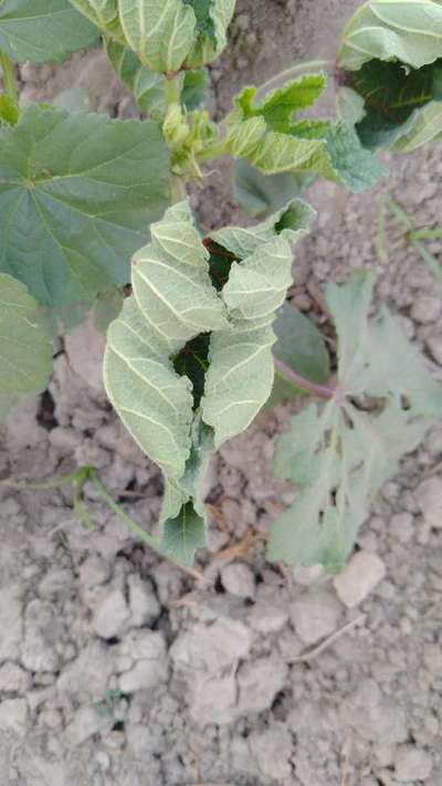 Flea Beetles - Okra