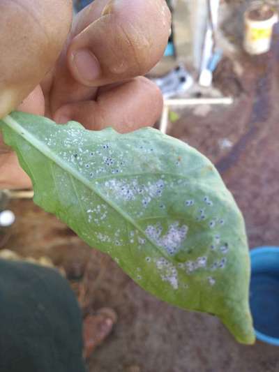 Aphids - Capsicum & Chilli