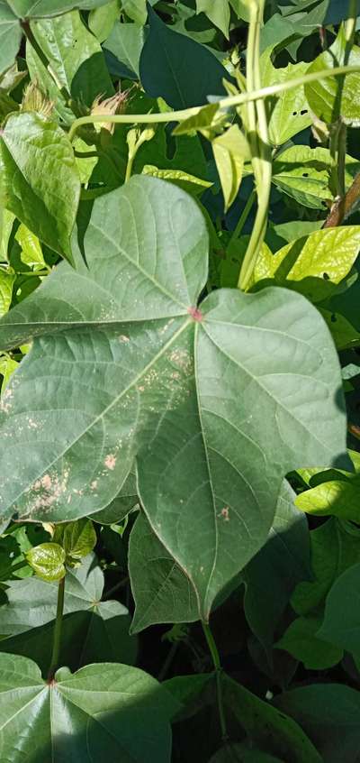 Fertilizer Burn - Cotton