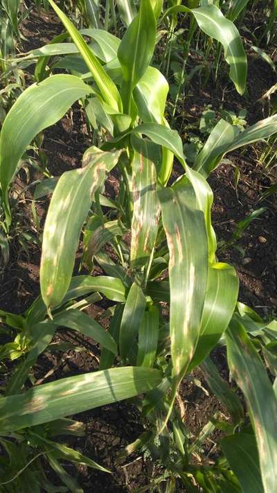 Northern Leaf Spot of Maize - Sorghum