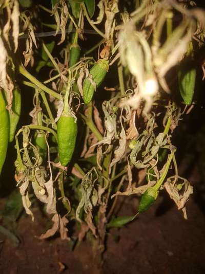 Nematodes - Capsicum & Chilli