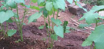 Bacterial Wilt - Okra