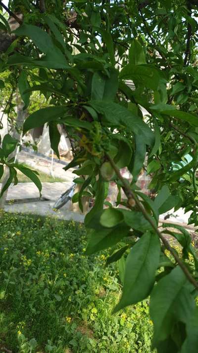 peach tree mites