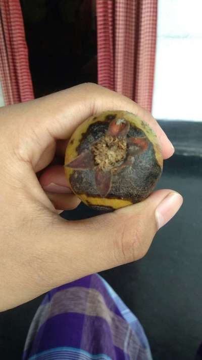 ডালিমের ফোস্কা রোগ - ডালিম