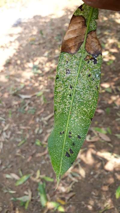 Bacterial Black Spot of Mango - Mango