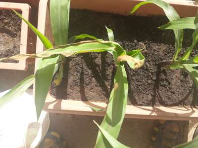 Potassium Deficiency - Maize