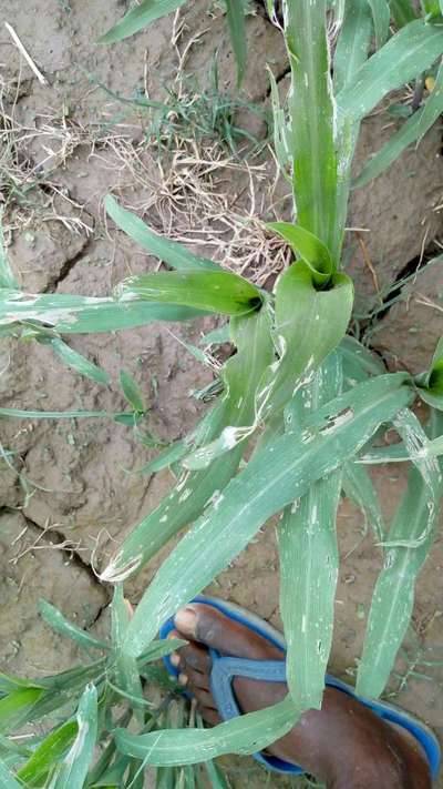 Lesser Stalk Borer of Maize - Maize