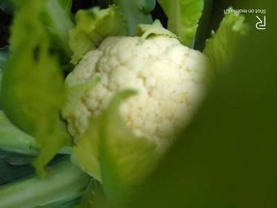 Healthy - Cauliflower