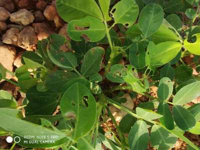 Tobacco Caterpillar - Peanut