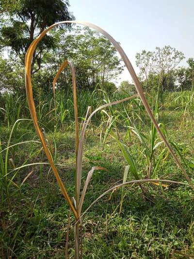 Early Shoot Borer - Sugarcane