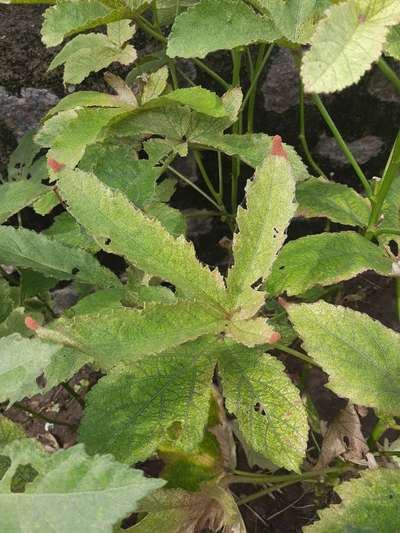 Tobacco Caterpillar - Okra