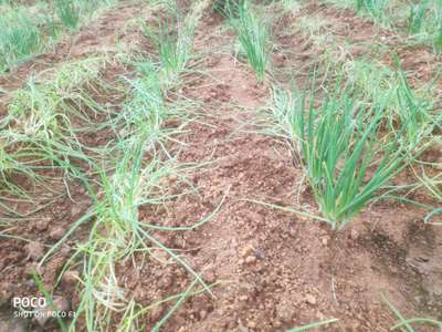 Fusarium Wilt - Onion