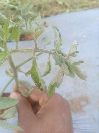 Leaf Curl in Tomato - Tomato