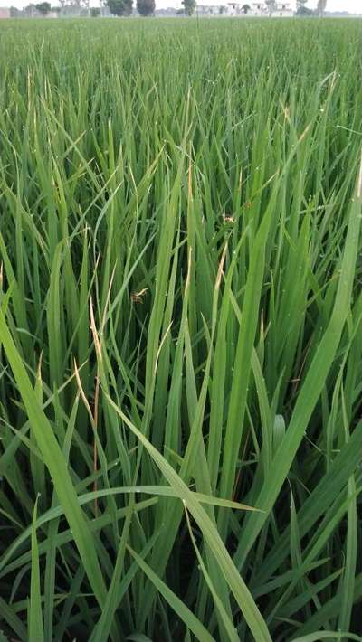 Bacterial Blight of Rice - Rice