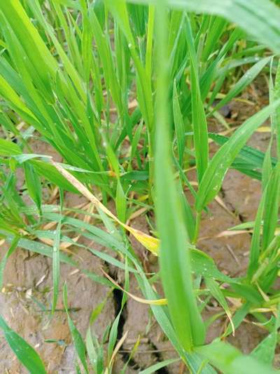 Septoria Tritici Blotch - Wheat